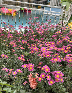 Our Flower Bed